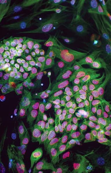 Cell Melodies — visual ufficiale del progetto Cell Vibrations